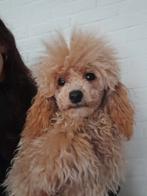 Toypoedel teefje abrikoos met stamboom, Dieren en Toebehoren, België, Particulier, Keeshond, 15 weken tot 1 jaar