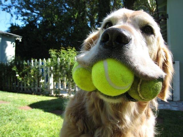 gebruikte tennisballen, Dieren en Toebehoren, Hondenspeelgoed, Ophalen of Verzenden, Gebruikt, Hondenballen