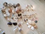 Collectie zeeschelpen, Ophalen of Verzenden
