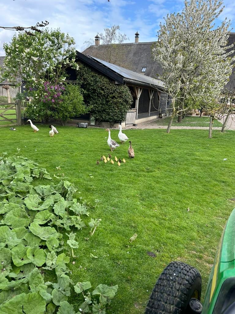 Loopeend pullen, Geslacht onbekend, Eend