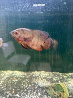 2 pauwoog cichlide ( Tiger Oscars), Dieren en Toebehoren, Vis, Zoetwatervis