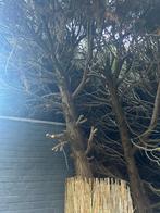 Coniferenhout houtkachel, Tuin en Terras, Haardhout, 3 tot 6 m³, Ophalen, Overige houtsoorten, Stammen