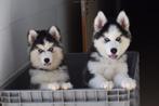 Siberische husky pups, 15 weken tot 1 jaar, Buitenland, Poolhond, Parvo
