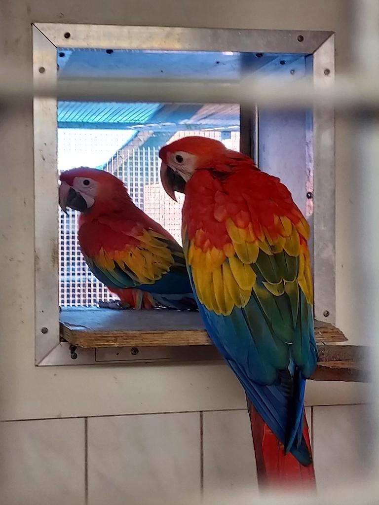1-0 Ara macao / Geelvleugel ara / Helroter ara, Dieren en Toebehoren, Vogels | Parkieten en Papegaaien, Mannelijk, Papegaai