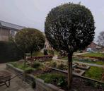 Bolliguster op stam, Ophalen, Bloeit niet, Overige soorten, Volle zon