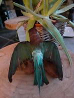 Taxidermie,Taxidermy Opgezette "bijeneter", Ophalen of Verzenden, Zo goed als nieuw, Vogel, Opgezet dier