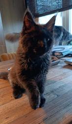 Te koop 2 Maine Coon katers, Kater, Gechipt