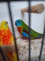 Mooi koppel turqusiene, Dieren en Toebehoren, Vogels | Parkieten en Papegaaien, Meerdere dieren, Parkiet