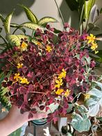 Oxalis crazy plum stekken, Ophalen of Verzenden, Cactus, Volle zon, Minder dan 100 cm