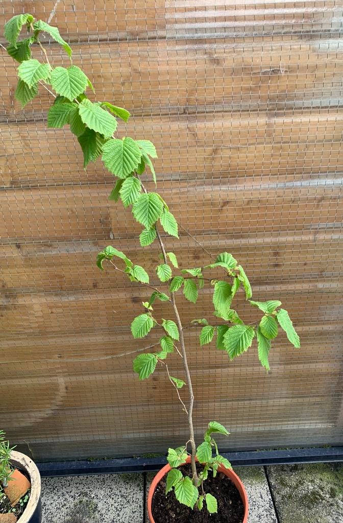 Hazelaar (Corylus avellana) / hazelnoot struik, Ophalen, Winter, Halfschaduw, Overige soorten