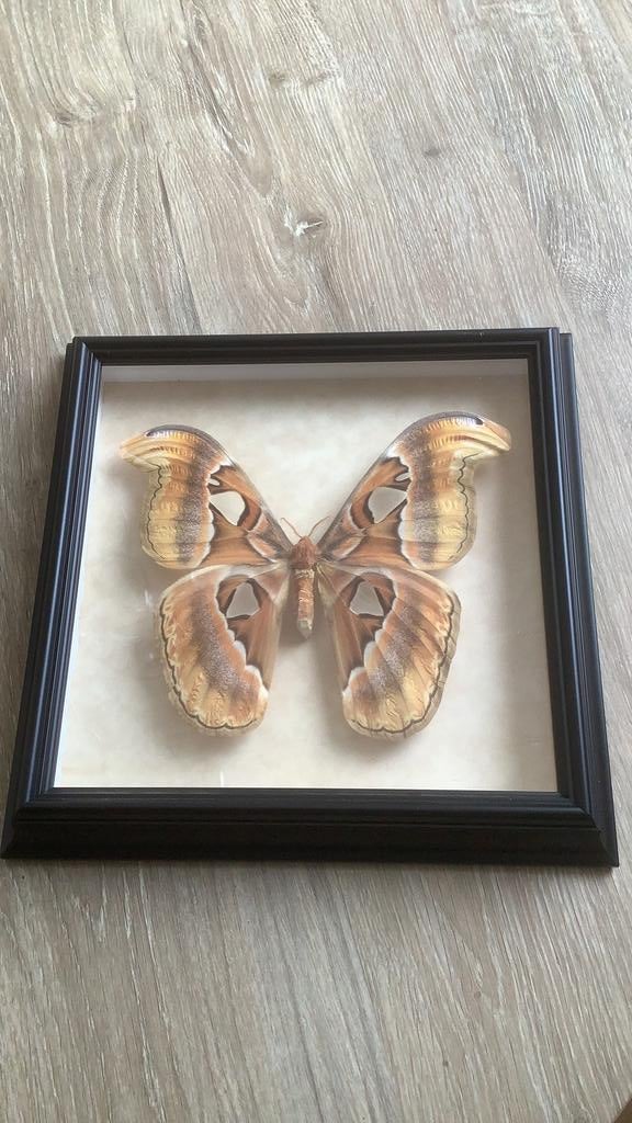 Opgezette Attacus Atlas Vlinder, Ophalen of Verzenden, Nieuw, Insect, Opgezet dier