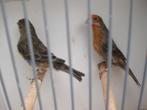 mex, goudvinken, Dieren en Toebehoren, Meerdere dieren, Tropenvogel