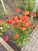 Helenium Moerheim, Ophalen of Verzenden, Volle zon, Zaad