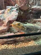 Baardagaam inclusief terrarium, Dieren en Toebehoren, Hagedis, Met terrarium, 3 tot 6 jaar
