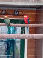 Te koop een mooie ovj Stanley rossella man, Dieren en Toebehoren, Vogels | Parkieten en Papegaaien, Mannelijk, Parkiet, Geringd