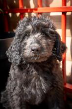 Labradoodle reutje met topkarakter, Dieren en Toebehoren, Reu, CDV (hondenziekte), 8 tot 15 weken, Eén hond