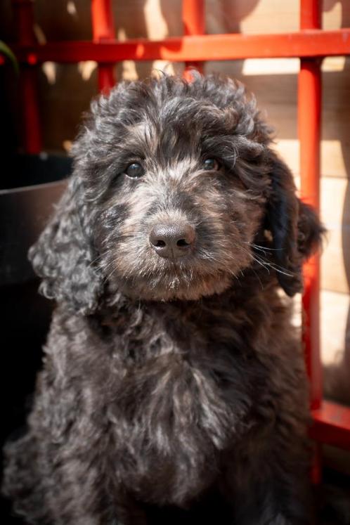 Labradoodle reutje met topkarakter, Dieren en Toebehoren, Honden | Niet-rashonden, Middel, Reu, Particulier, Eén hond, Nederland