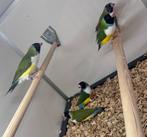 Gouldamadines, Dieren en Toebehoren, Vogels | Overige Vogels, Meerdere dieren, Tropenvogel