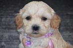 Maltipoo pups, 15 weken tot 1 jaar, Overige rassen, Buitenland, Meerdere