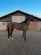 Fijn beleerd springpaard, Dieren en Toebehoren, Paarden, Merrie, Springpaard, Gechipt, 170 tot 175 cm