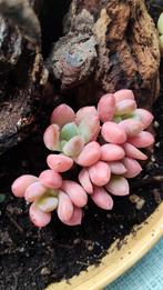 Echeveria x Graptosedum 'Salmon' | 3x leaves succulent, Huis en Inrichting, Kamerplanten, Vetplant, Ophalen of Verzenden, Minder dan 100 cm