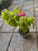 roze lantana, Volle zon, Eenjarig, Zomer, Ophalen