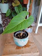 Anthurium JL Caamaño Taste, Ophalen of Verzenden, Overige soorten, Minder dan 100 cm