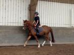 5 jarige D pony ruin, Dieren en Toebehoren, Paarden, Ruin, Zadelmak, 3 tot 6 jaar