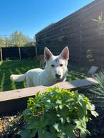Witte herder, Dieren en Toebehoren, Honden | Herdershonden en Veedrijvers, Rabiës (hondsdolheid), Reu, 1 tot 2 jaar, Eén hond
