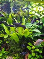 Gratis black molly's, Dieren en Toebehoren, Vissen | Aquariumvissen, Vis