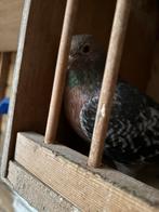 Mooie nest duiven, Dieren en Toebehoren, Vogels | Duiven, Meerdere dieren, Overige soorten