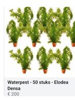 MOOIE Waterpest 50 stuks voor 100 euro, Ophalen of Verzenden