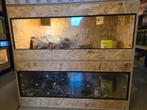 Startset reptiel, Dieren en Toebehoren, Ophalen, Nieuw, Terrarium of Paludarium
