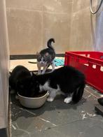 Superlieve boerderij Kittens, Dieren en Toebehoren, Katten en Kittens | Overige Katten, Meerdere dieren