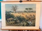 Schoolkaart aan de rand der Kalahari, Antiek en Kunst, Ophalen of Verzenden, Natuur en Biologie