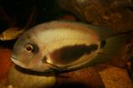 Zuid Amerikaanse Cichliden: Uaru amphiacanthoides, Dieren en Toebehoren, Vissen | Aquariumvissen, Zoetwatervis, Vis