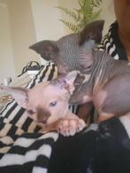 Sphyxns Mannetje en vrouwtje, Dieren en Toebehoren, Katten en Kittens | Raskatten | Korthaar, Meerdere dieren, Gechipt, 0 tot 2 jaar