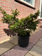Prachtige (roze) Azalea, Tuin en Terras, Vaste plant, Halfschaduw, Lente, Ophalen