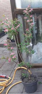Tartaarse Struikkamperfoelie 80/100cm lonicera tatarica, Ophalen, Minder dan 100 cm