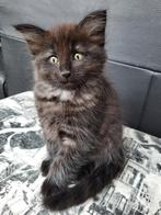 Ragdoll X, Dieren en Toebehoren, Poes