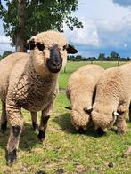 Shropshire schapen, Dieren en Toebehoren, Schapen, Geiten en Varkens, Schaap, Meerdere dieren