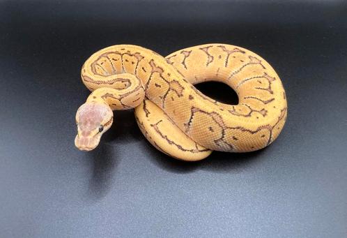 1.0 Lemonblast DH Hypo Clown ball python regius te koop, Dieren en Toebehoren, Reptielen en Amfibieën, Slang, 0 tot 2 jaar, Tam