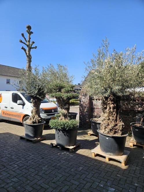 KORTING: MINSTENS 10% KORTING OP AL ONZE OLIJFBOMEN, Tuin en Terras, Planten | Bomen, Olijfboom, 100 tot 250 cm, Halfschaduw, Zomer