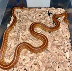 Rattenslang bewezen kweekman 2023, Dieren en Toebehoren, Reptielen en Amfibieën, Slang, 3 tot 6 jaar