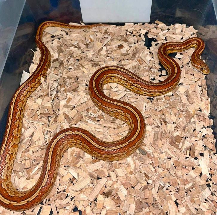 Rattenslang bewezen kweekman 2023