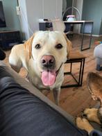 Lieve Labrador van 2 jaar zoekt een nieuw gouden mandje, Dieren en Toebehoren, Honden | Niet-rashonden, Reu, CDV (hondenziekte)
