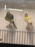 Kanari Fiorino, Dieren en Toebehoren, Vogels | Kanaries, Mannelijk