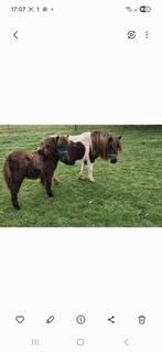 Mini pony's, Dieren en Toebehoren, Pony's, Hengst, A pony (tot 1.17m), Ontwormd, 0 tot 2 jaar