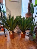 Cycas Revoluta (sagopalm), Overige soorten, In pot, Minder dan 100 cm, Groene kamerplant