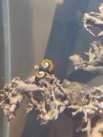 3 nerite slakken + 3 tylomelania (Sulawesi) slakken, Dieren en Toebehoren, Vissen | Aquariumvissen, Slak of Weekdier, Zoetwatervis
